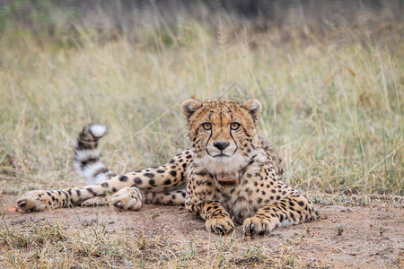 Cheetah在南非克鲁格公园的摄像头上表演图片