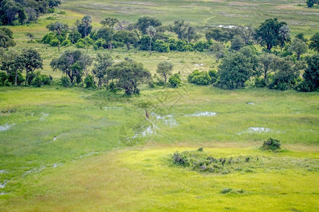 在博茨瓦纳奥卡万戈三角洲散步的Giraffe空中景象图片