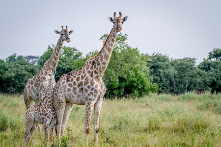 博茨瓦纳乔贝公园的摄像头旁有两条长颈鹿图片