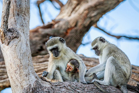 树上的猴子在博茨瓦纳乔贝公园的一棵树上背景