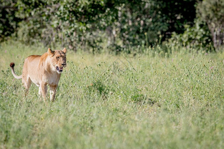 狮子在博茨瓦纳乔贝公园的高草中行走图片