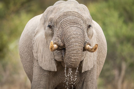 一个大象在南非克鲁格公园喝水的近身高清图片