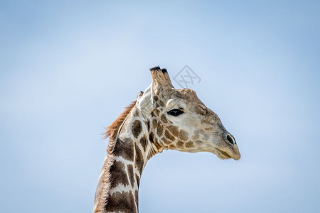 南非卡拉加迪横越边境公园Giraffe的侧面简介图片