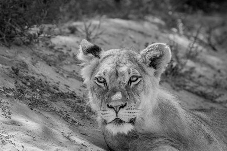 年轻的雄狮子在南非卡拉加迪横越边境公园的黑白摄像机上表演图片