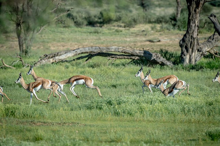 在南非卡拉加迪横越边境公园的草地里跑来去的斯普林波克牧群图片