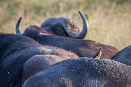 在南非克鲁格公园一只非洲水牛背面的红嘴图片