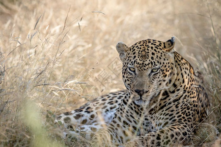 豹子躺在南非克鲁格公园的高草地上图片