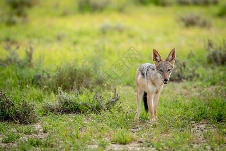 黑头狼看着摄影机在南非卡拉加迪横越边境公园图片
