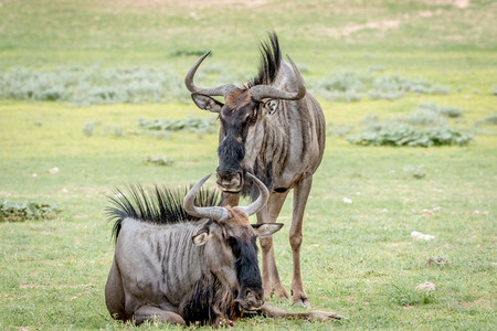 南非卡拉加迪跨越边境公园的草地上有两个蓝野兽图片