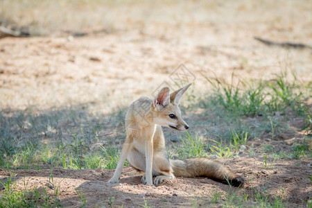 狐狸角坐在沙地上南非卡拉加迪横越边境公园图片