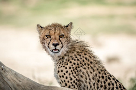 年轻的Cheetah以摄影机为主在南非卡拉加迪横越边境公园图片