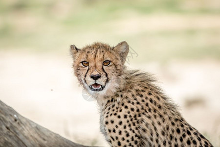 年轻的Cheetah以摄影机为主在南非卡拉加迪横越边境公园图片