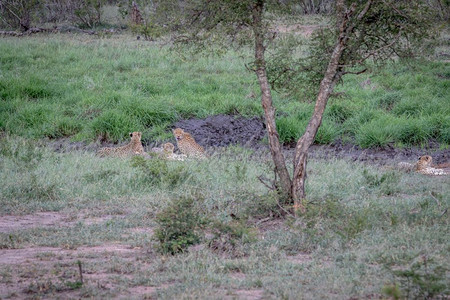 四只Cheetahs藏在南非克鲁格公园的排水线上图片