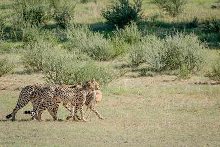 在南非卡拉加迪横越边境公园 3个猎豹在Springbok案上被图片