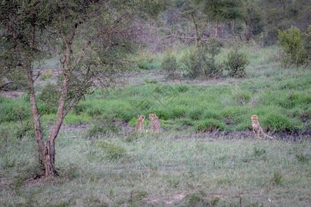 三个Cheetahs藏在南非克鲁格公园的排水线上图片