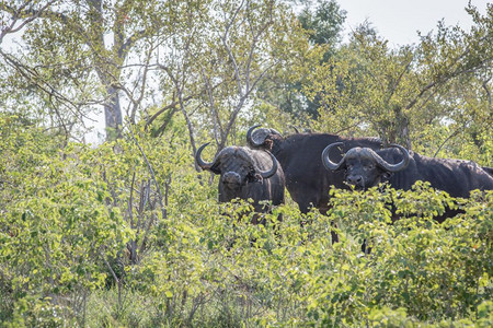 南非克鲁格公园灌木丛中的非洲水牛图片