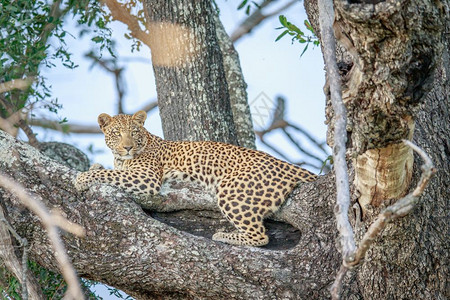 豹子躺在博茨瓦纳奥卡万戈三角洲的一棵树上图片