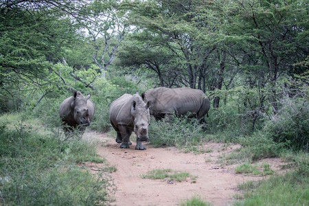 一群白犀牛站在南非路中间图片