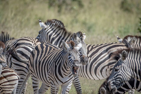 Zebra在博茨瓦纳乔贝公园做佛莱曼大火图片