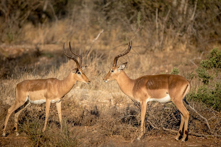 在南非克鲁格公园两只Impala公羊互相对峙图片