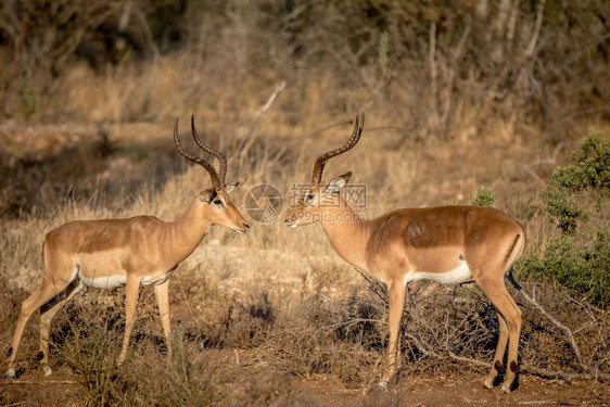 在南非克鲁格公园两只Impala公羊互相对峙图片