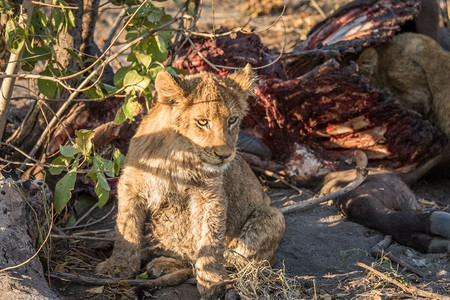 狮子幼崽坐在南非克鲁格国家公园 水牛旁边图片