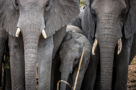 在南非克鲁格公园里结扎大象图片
