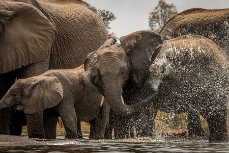 在南非克鲁格公园玩水的大象图片