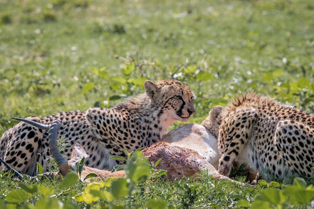 南非韦尔格沃登野生动物保护区猎豹正在捕食黑斑羚图片