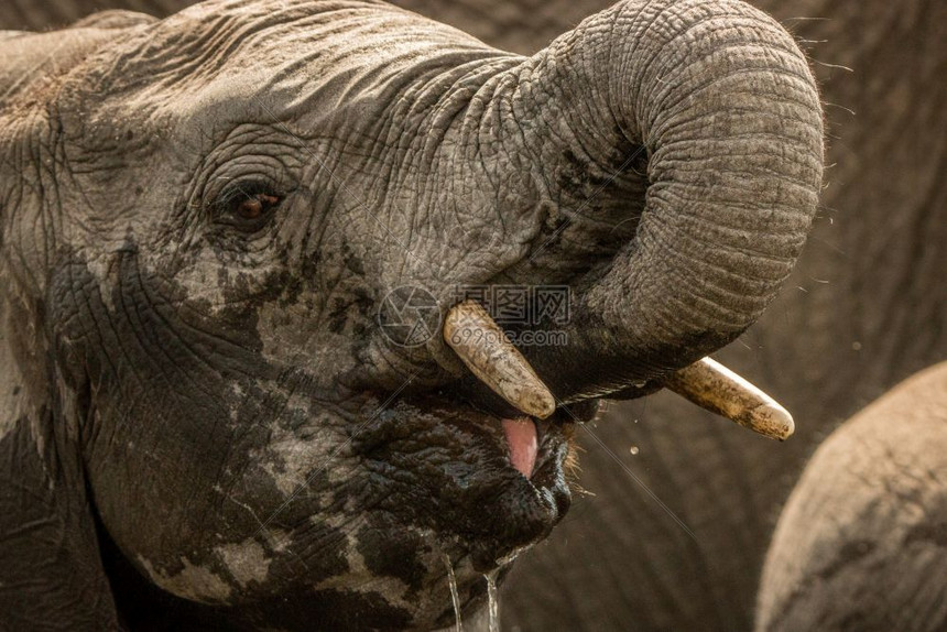 大象在南非克鲁格公园喝酒图片