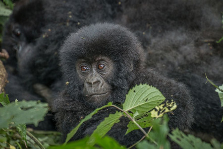刚果民主维龙加家公园的山婴大猩图片