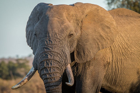 大象公牛在南非克鲁格公园的灌木丛中图片