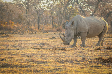 大男白犀牛站在草地上南非图片