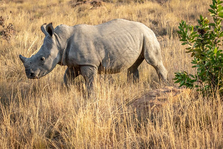 年轻的白犀牛站在草地上南非图片