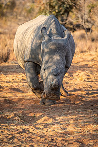 在南非的摄影机旁看白犀牛图片