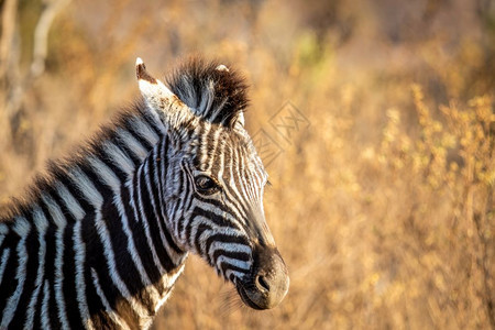 在南非Welgevonden游戏保留地靠近一个年轻的Zebra图片