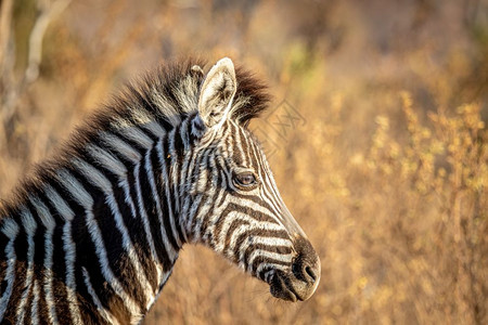 在南非Welgevonden游戏保留地靠近一个年轻的Zebra图片