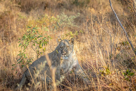 南非Welgevonden游戏保护区的狮子座躺在草地上图片