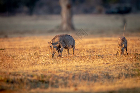 南非Welgevonden游戏保留地的野猪站在草上放牧图片