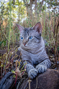 蓝眼睛猫躺在非洲草地之间图片