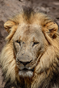 南非威尔盖凡登保留区内一只雄狮的近景图片