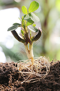 在蔬菜园的农业和种植设计概念中土壤上的花生苗图片