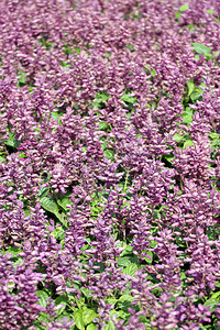 花园里冬天的紫罗兰沙拉图片