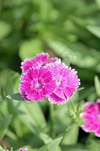 紫红色石竹花是石竹属植物图片