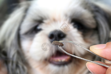 滑稽腊肠犬一只狗的大滴答声背景