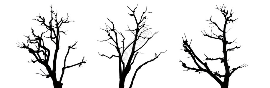 白色背景的死树轮廓图片