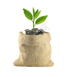 袋中的硬币和绿色树顶概念绿色商业增长图片