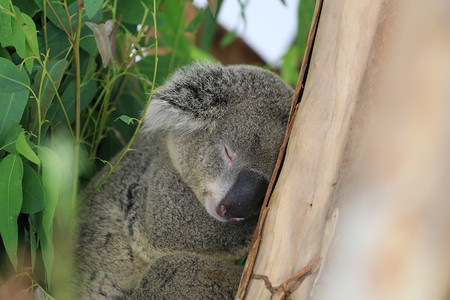 考拉熊睡在动物园的树上图片