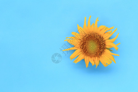 蓝天下的向日葵向日葵在蓝背景上开花在工作概念中可以复制设计空间背景
