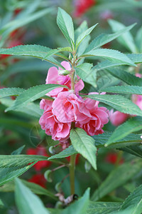 粉红花园Balsam或玫瑰Balsam在树上正花朵园中开图片